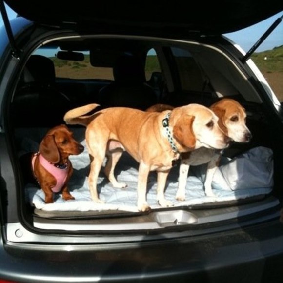 fortfundogs
